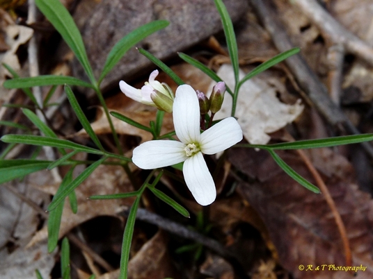 {Cardamine dissecta}